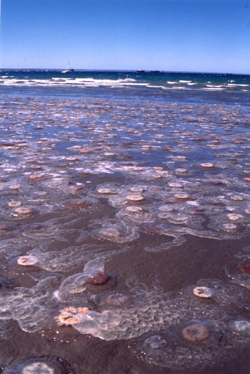 Marine Scientists Use JeDI to Create World’s First Global Jellyfish ...