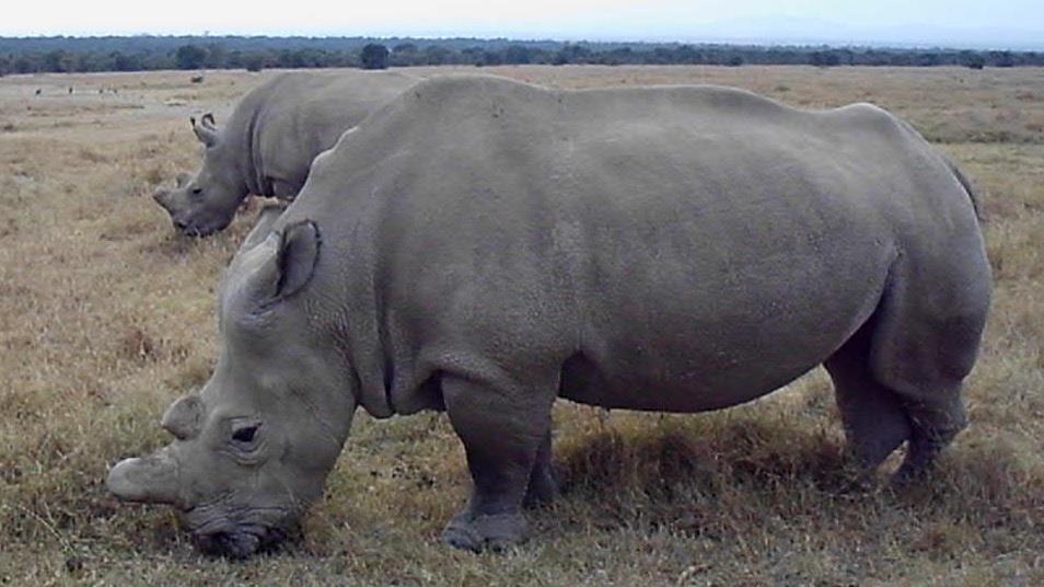 Image 2 for article titled "Only Six Northern White Rhinos Left on Earth"