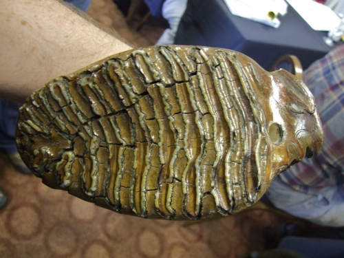 Image 2 for article titled "Fossil Fuels May Bring Major Changes to Carbon Dating"
